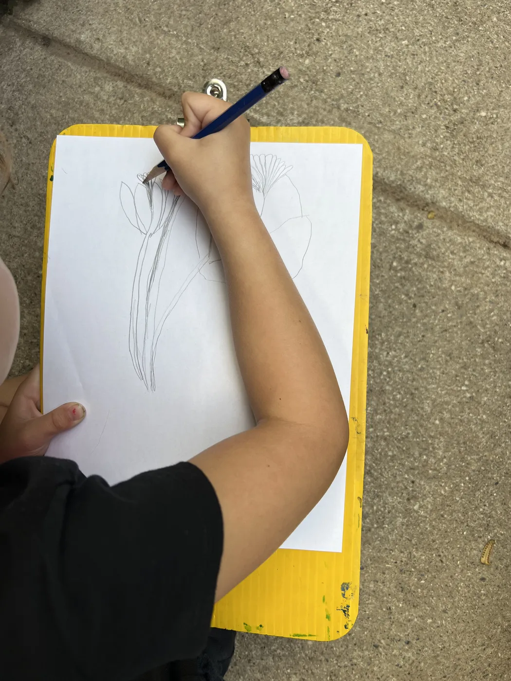 Hand sketching tulips in pencil on a clipboard