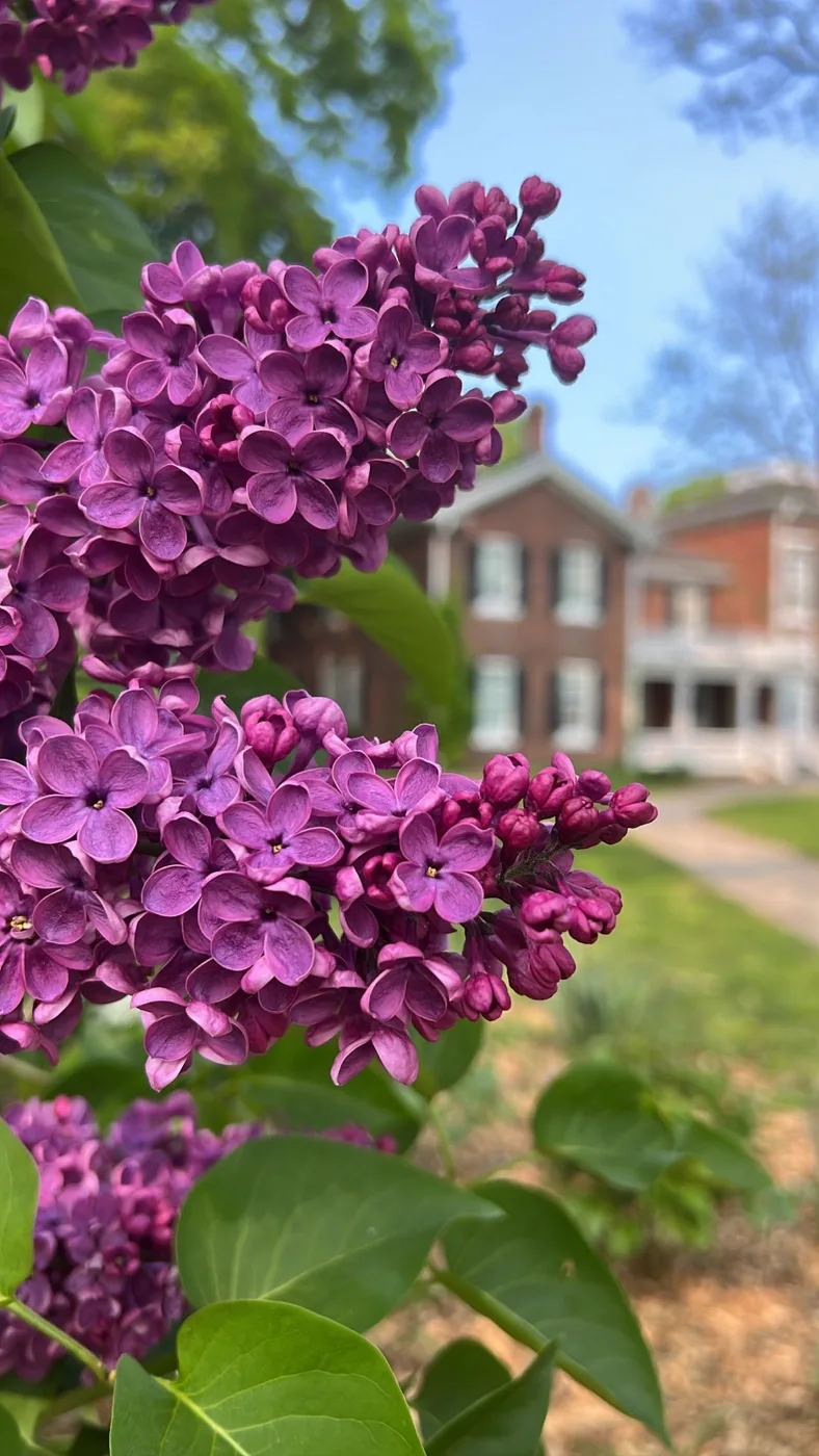 Purple flower clusters on a leafy branch