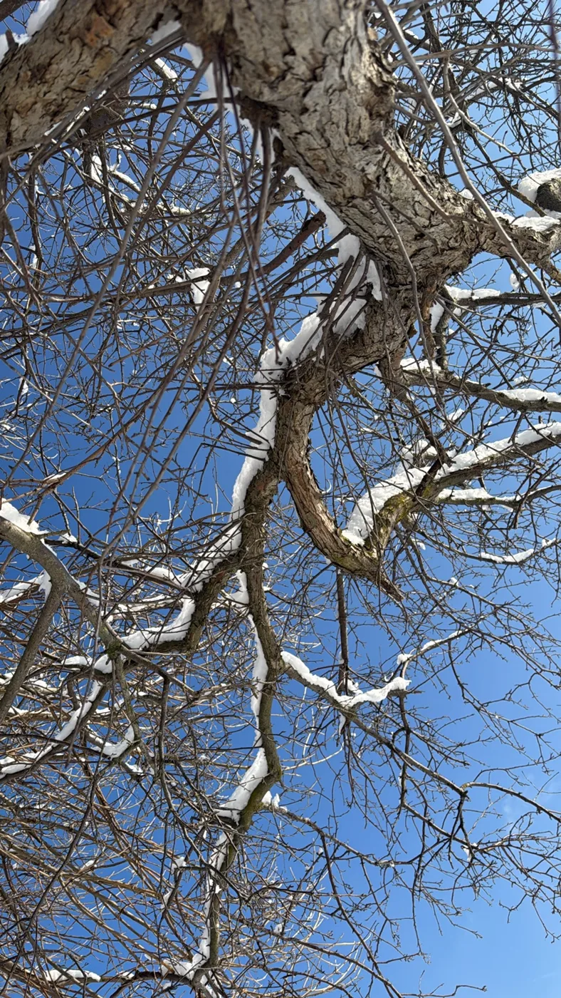 Snow on branches against blue sky