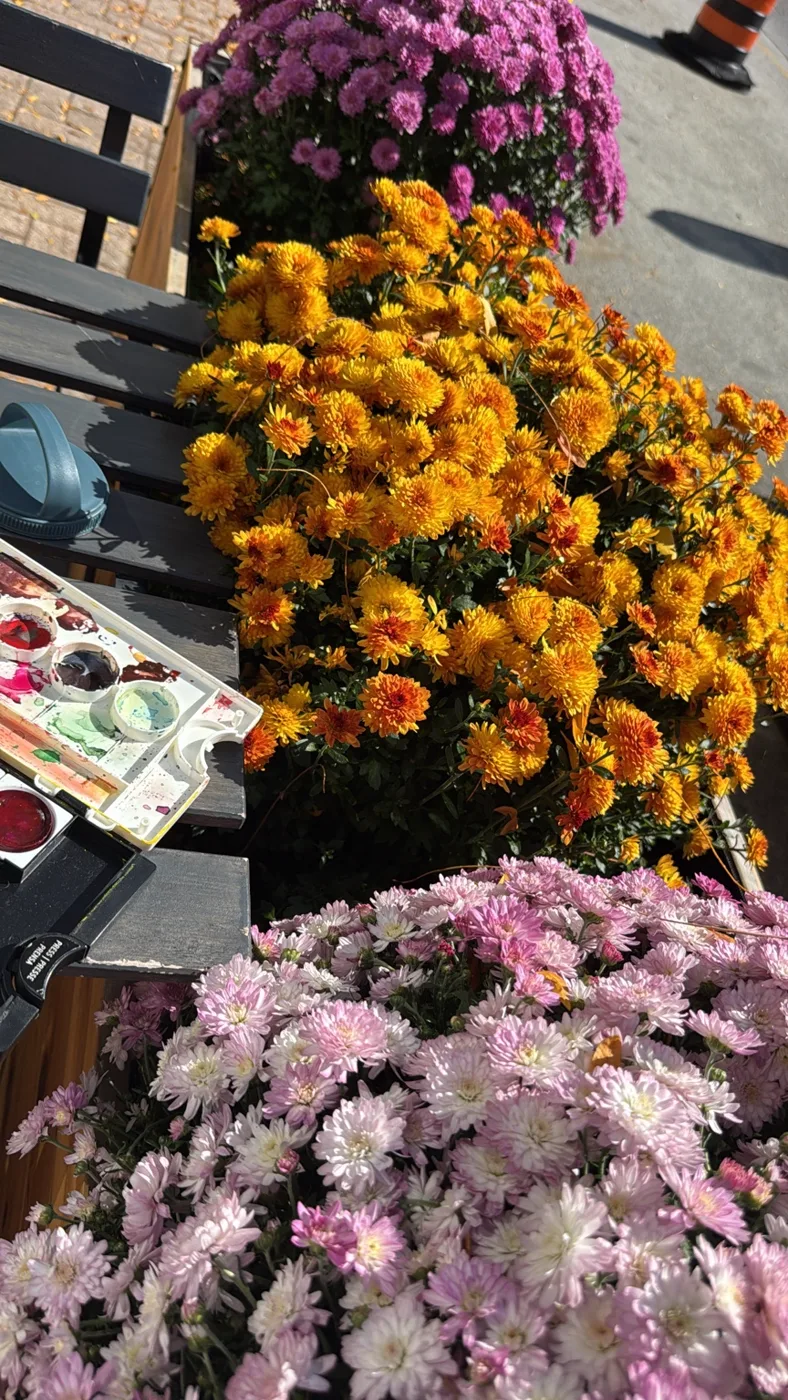 Pots of yellow, white and purple flowers