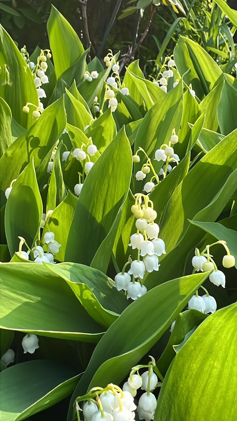 Small white bells among bright green leaves