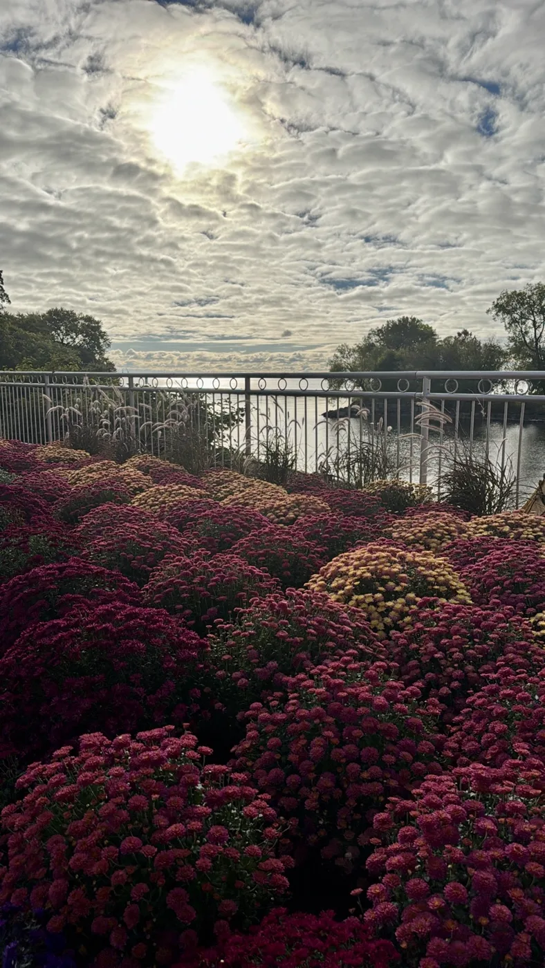 Flower pots under a cloud-filled sky