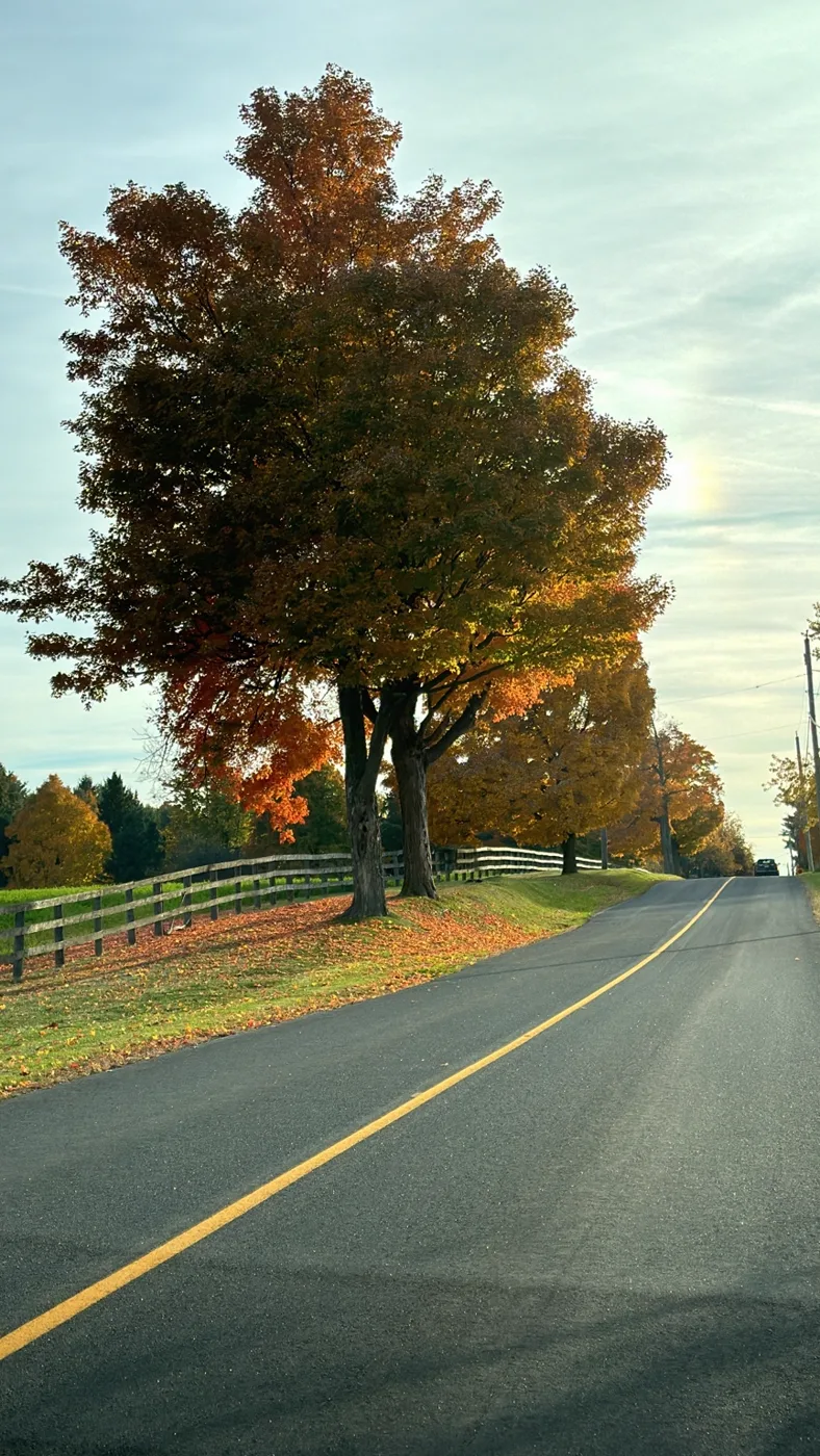 An autumn tree beside a road