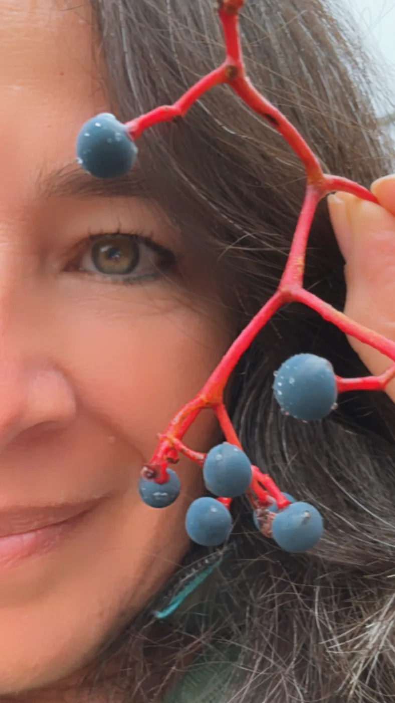 Aroub with a red-stemmed cluster of blue berries