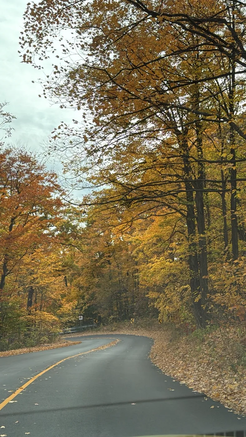 A winding road beneath autumn trees