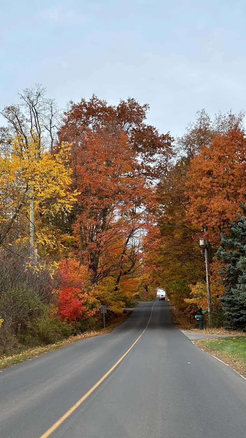 Red and gold trees along a quiet road