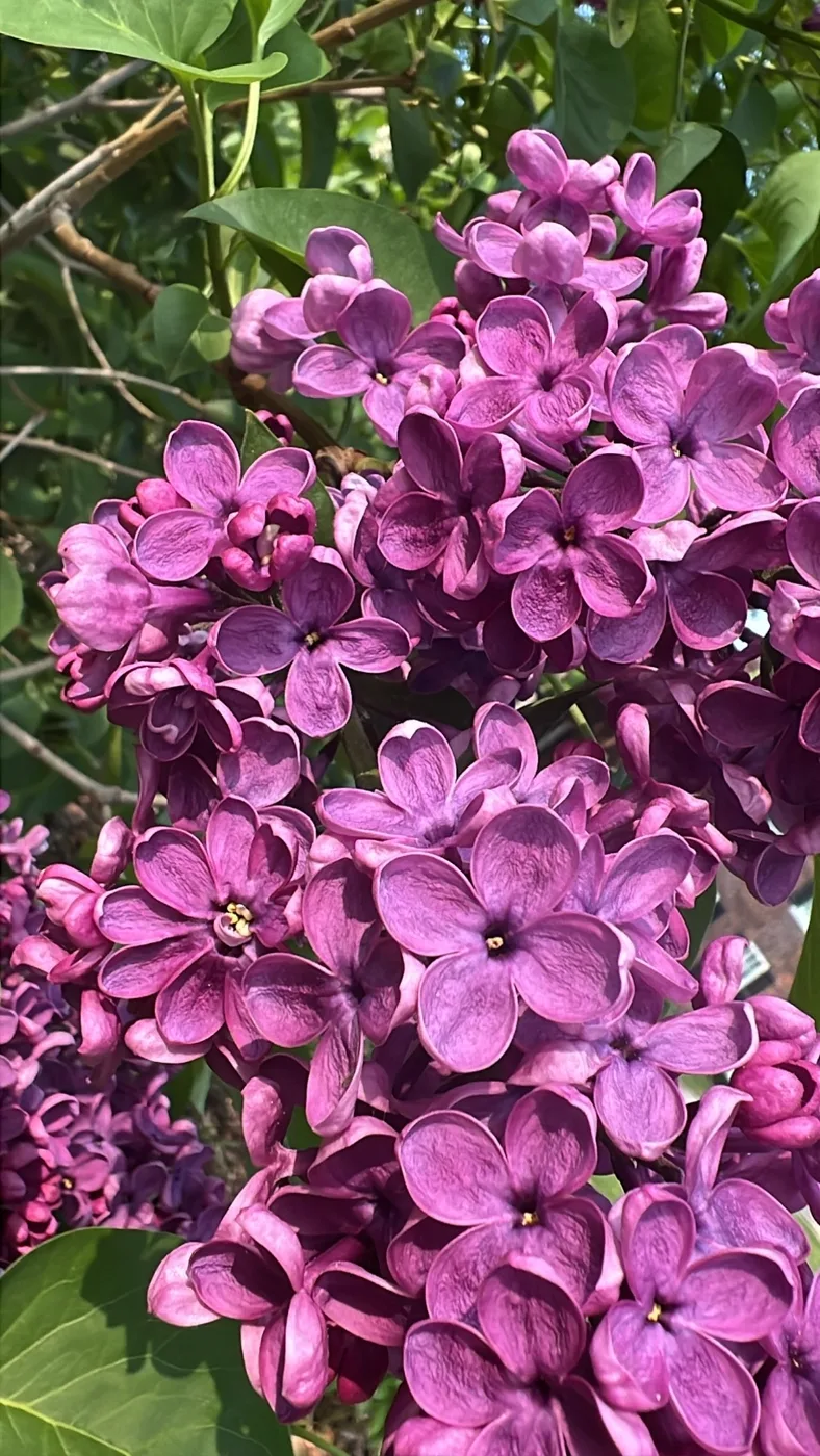Purple blossoms among green leaves