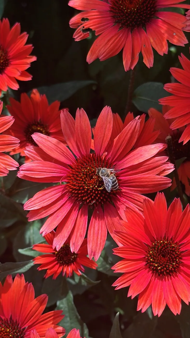 Red flowers seen from above