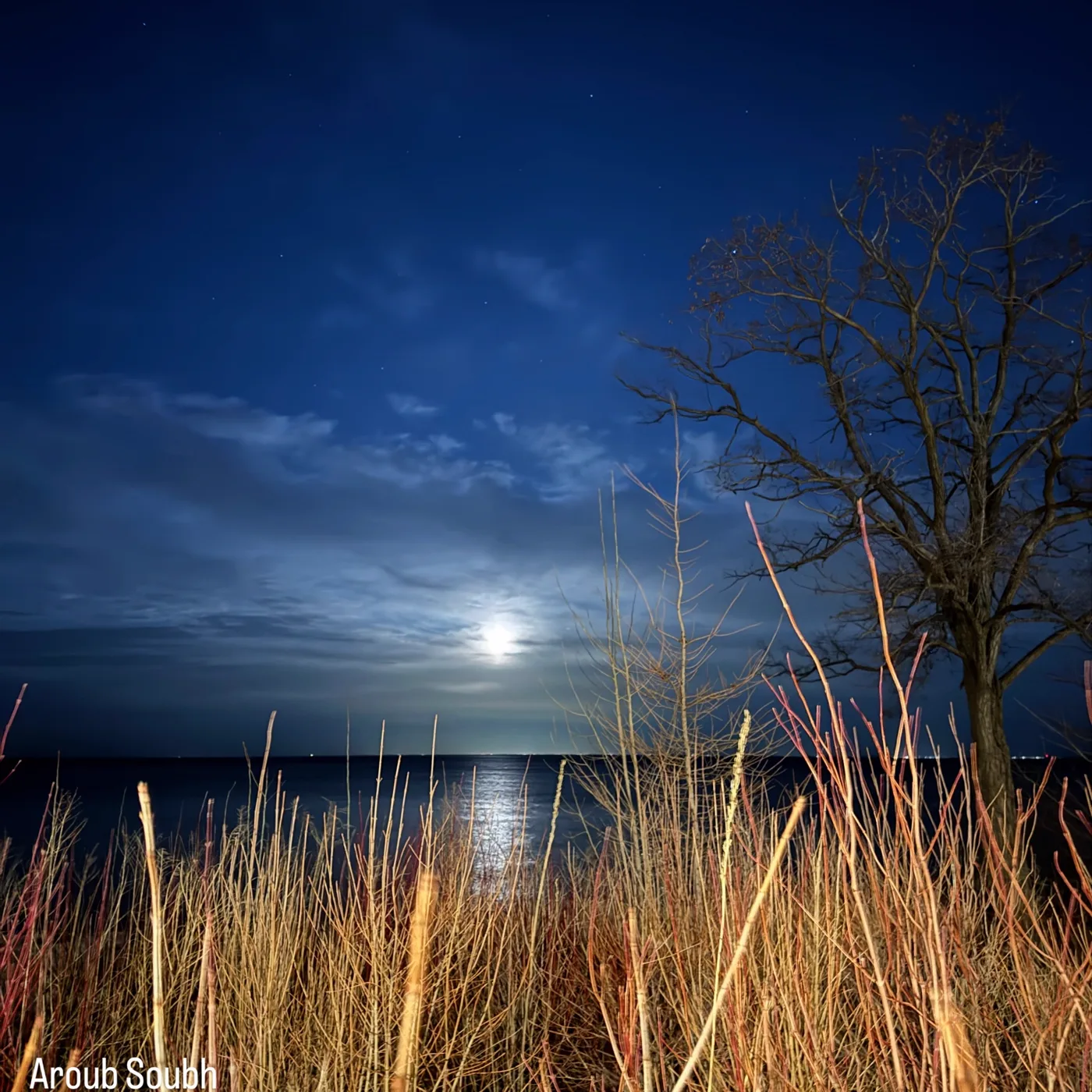 Blue twilight beyond reeds at the water’s edge