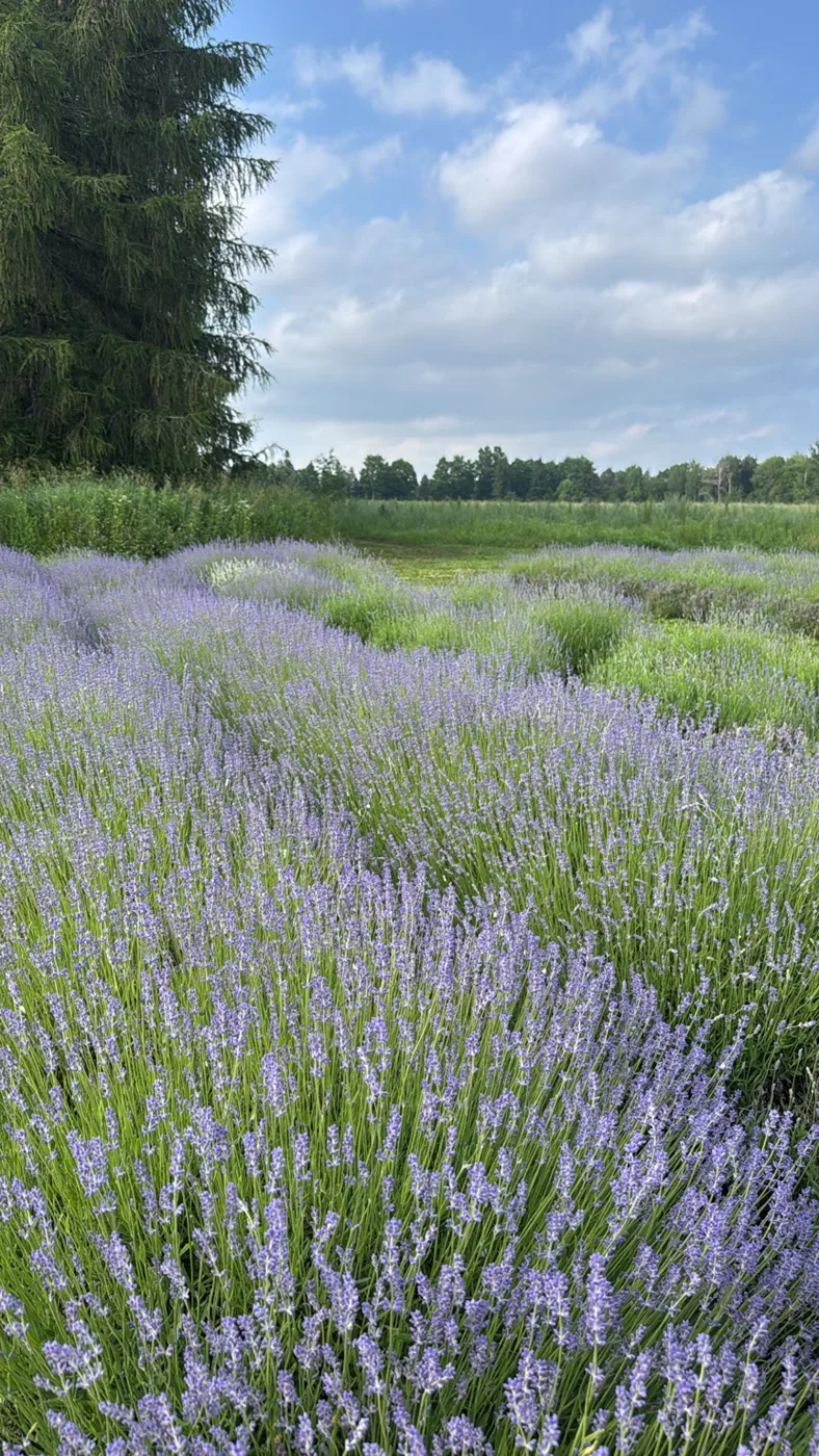 Rows of lavender in a field