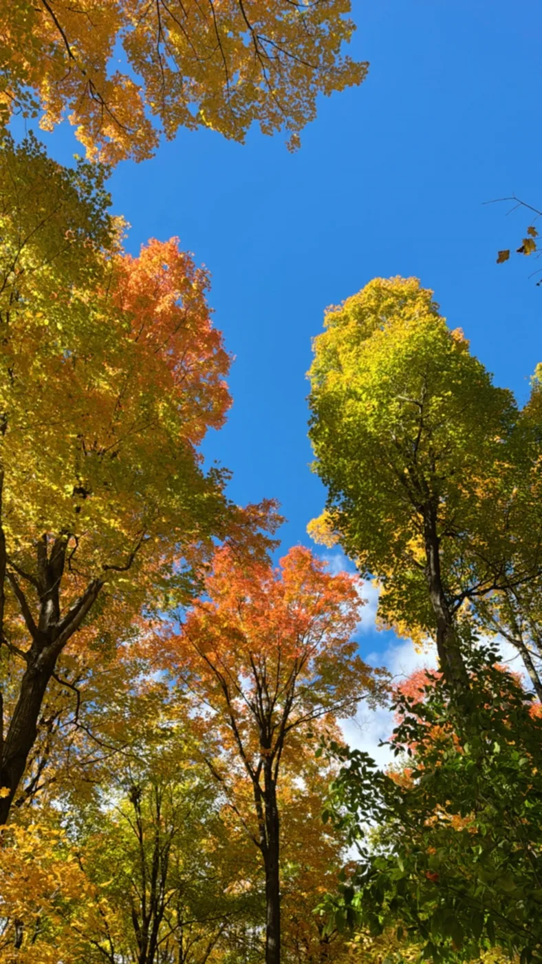 Autumn leaves against a clear blue sky