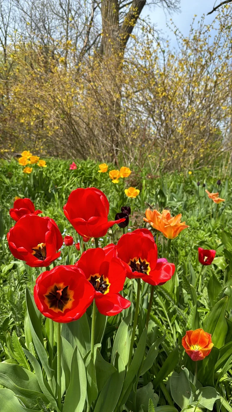 Red poppies in a sunlit garden