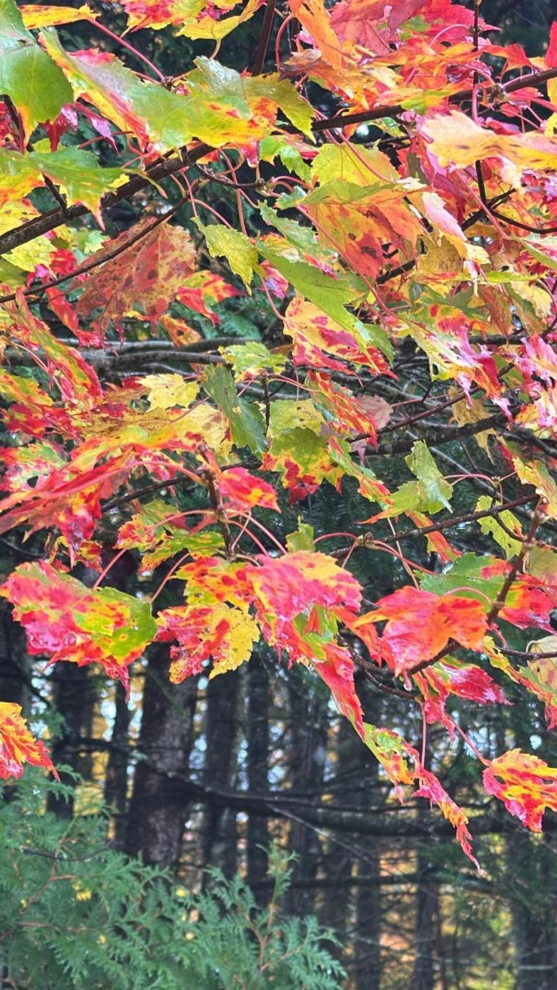 Red and yellow leaves above a dark fence
