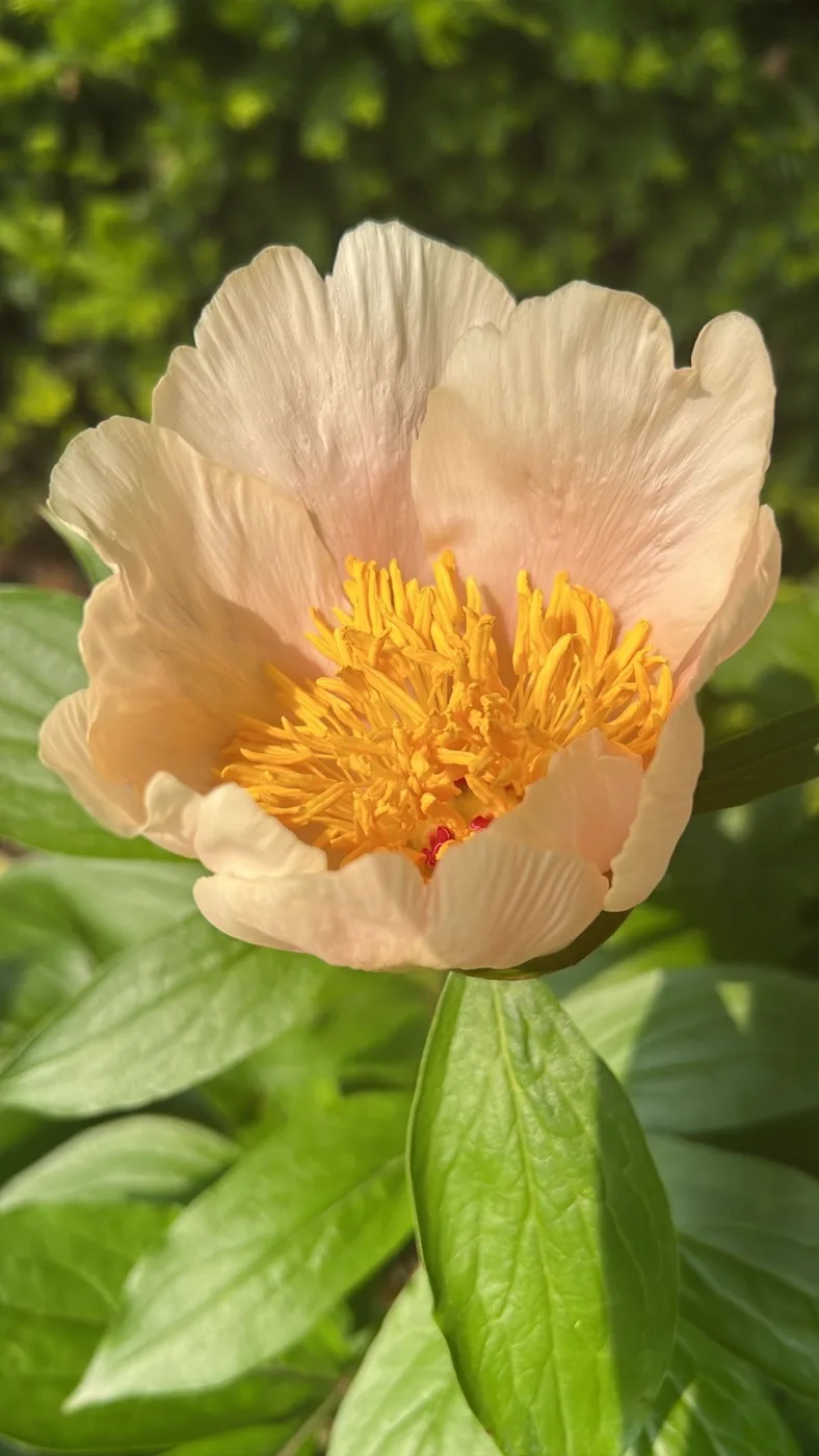 A pale flower with a golden centre