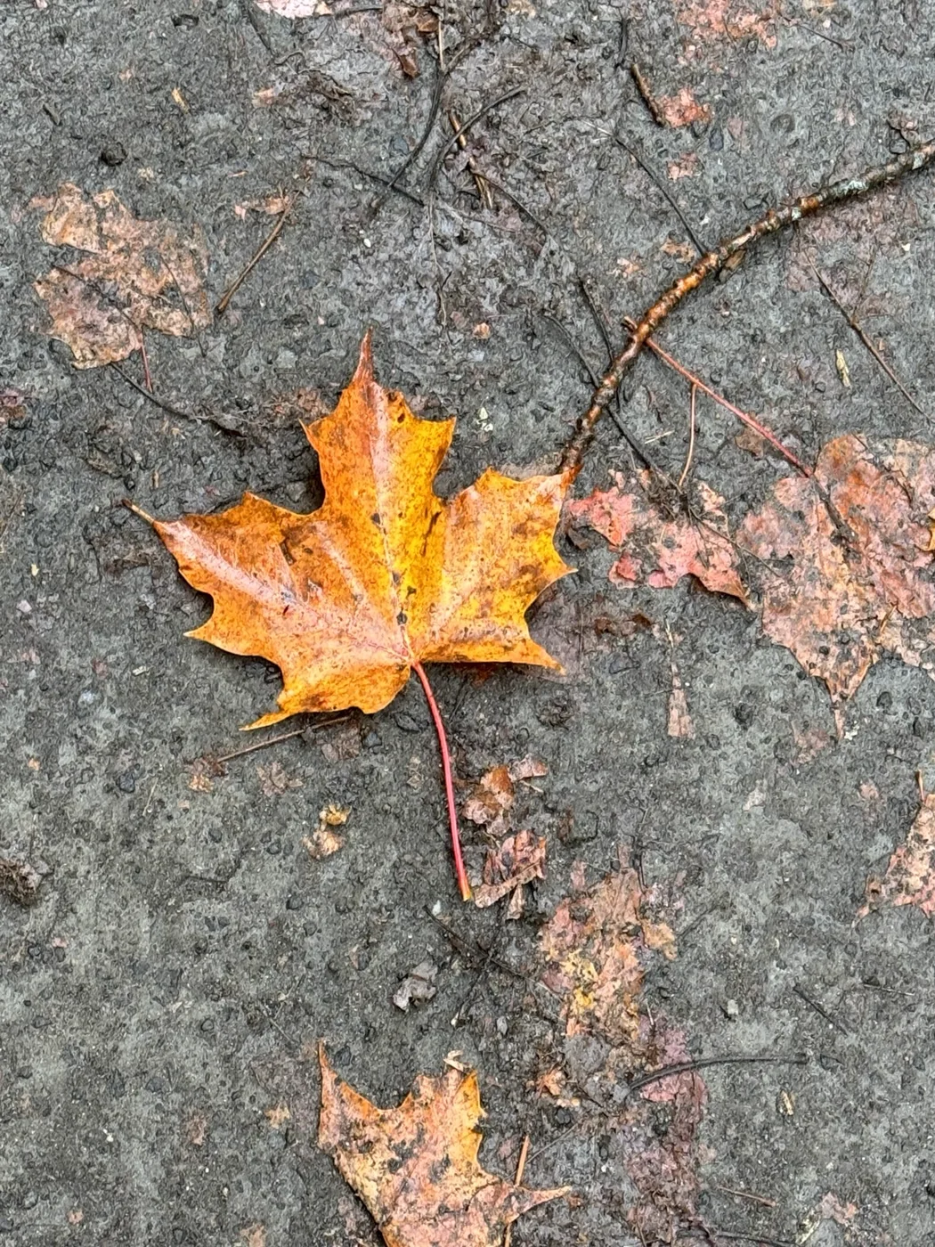 Fallen maple leaves on grey pavement