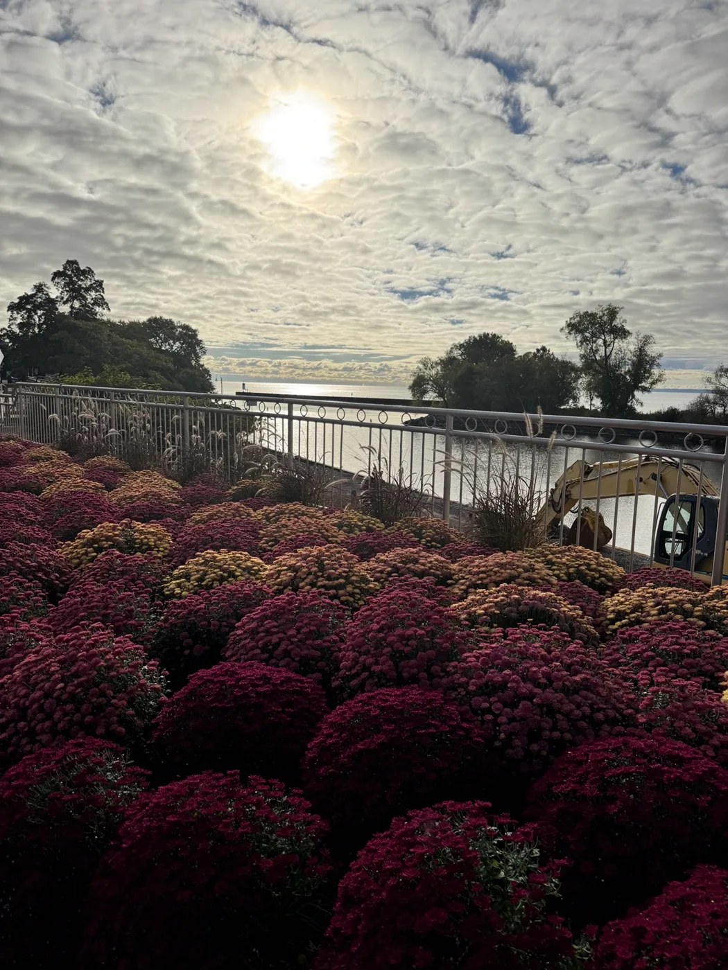 Sunlight breaking through clouds above flowers