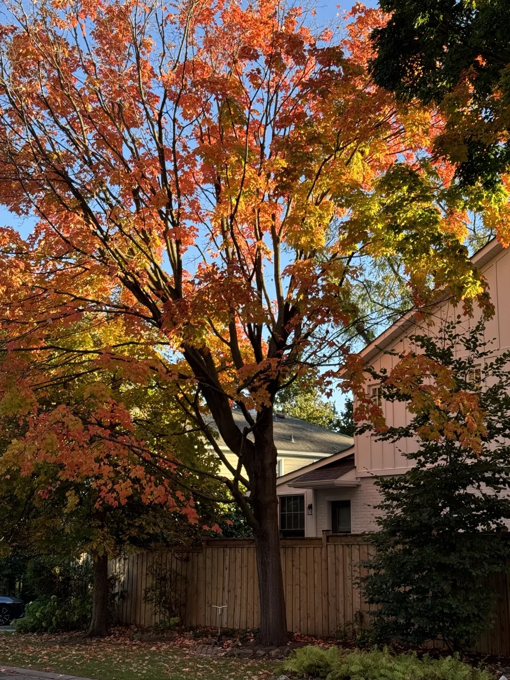 Golden light through an orange-leaved tree
