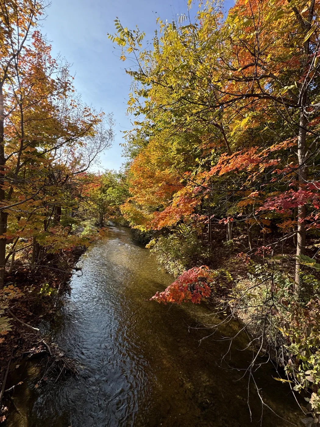 A narrow river between autumn trees
