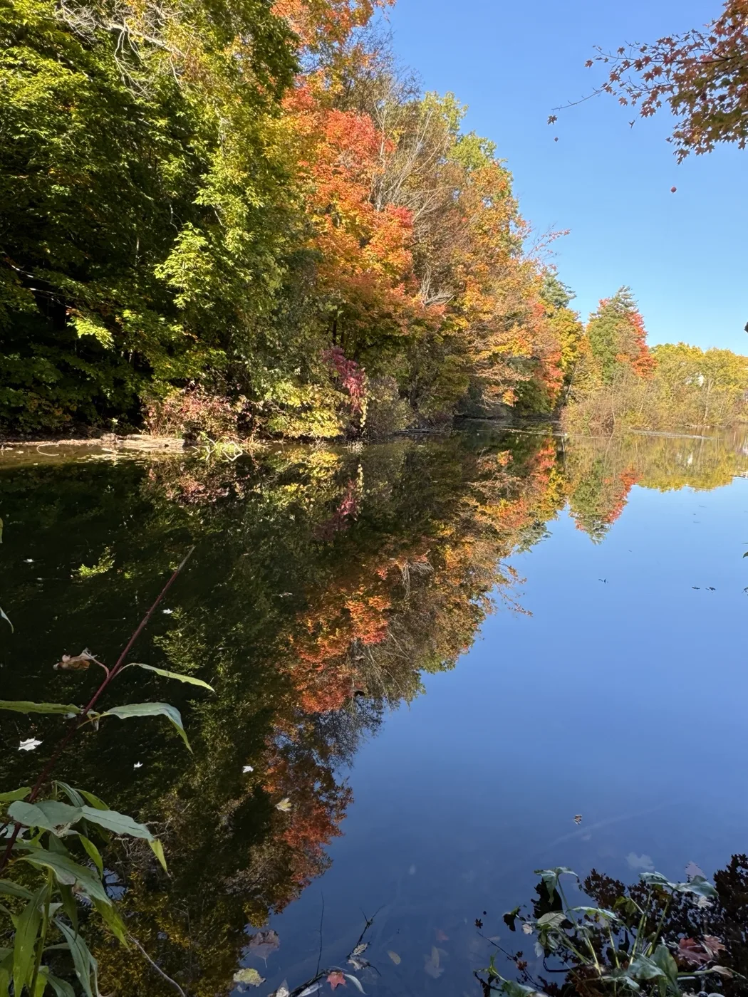 A bright autumn canopy mirrored in water