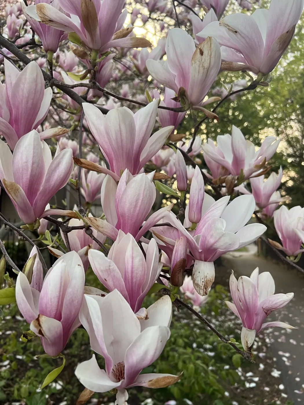 Pale magnolia blossoms filling the branches