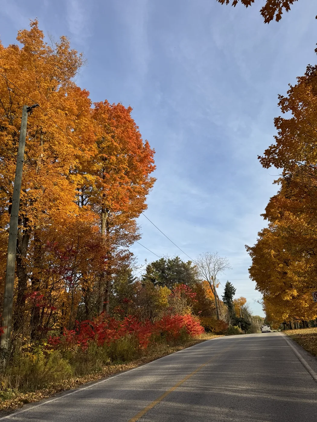 A road bordered by tall autumn trees