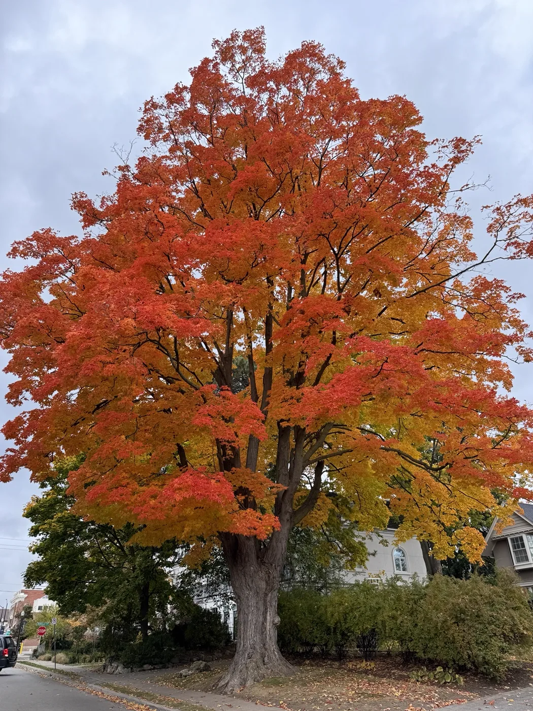 A red maple tree against pale blue sky