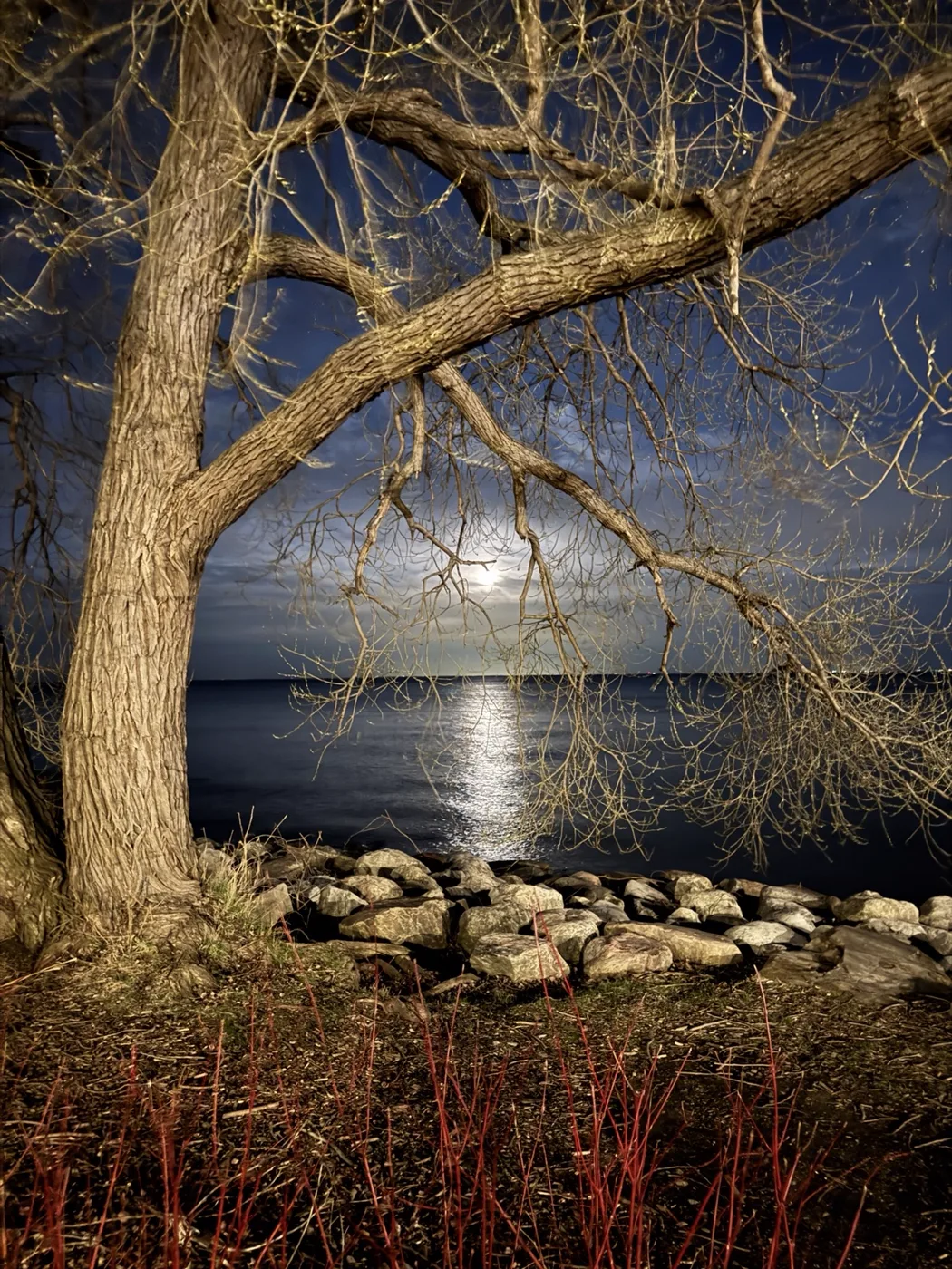 Moonlight beyond a tree on the shore