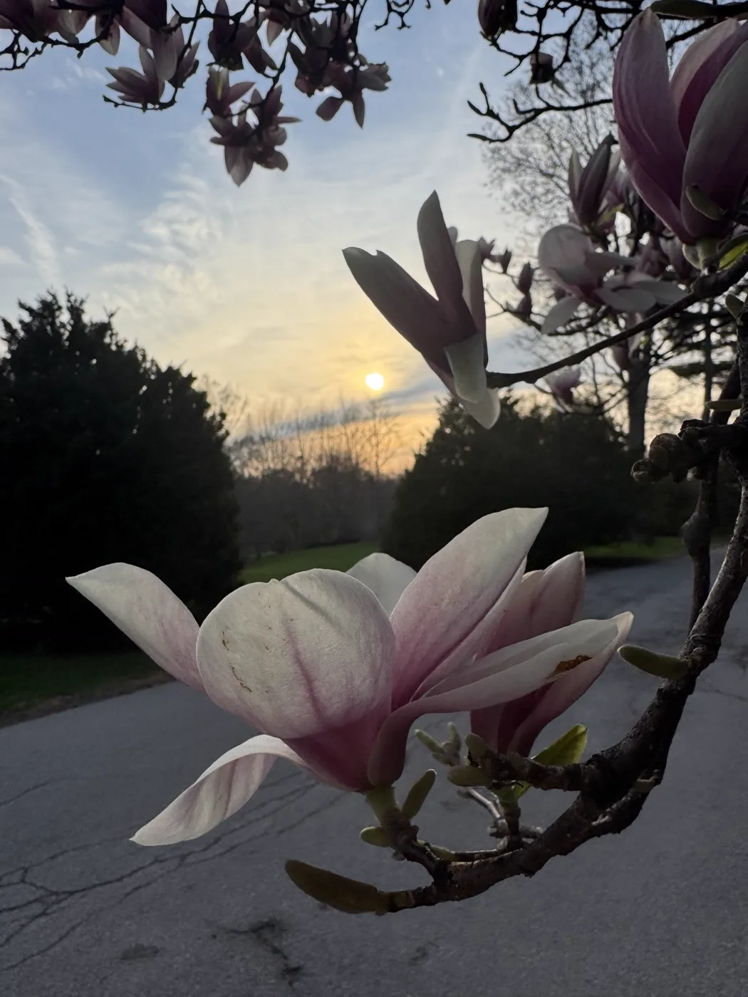 Magnolia blossoms at sunset