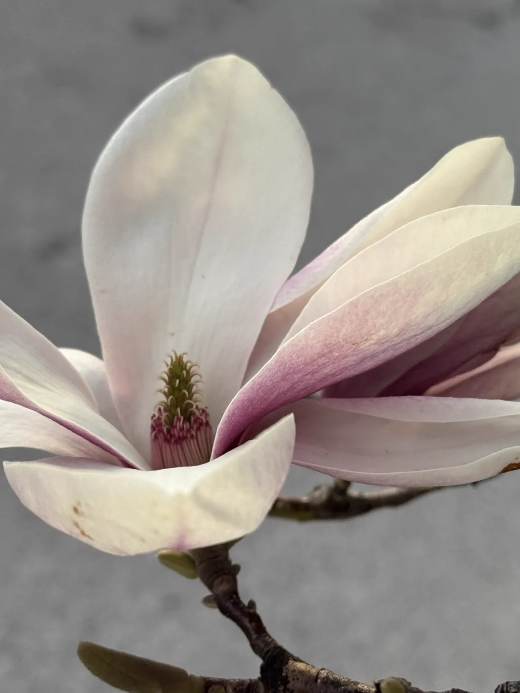 A magnolia blossom, petal by petal