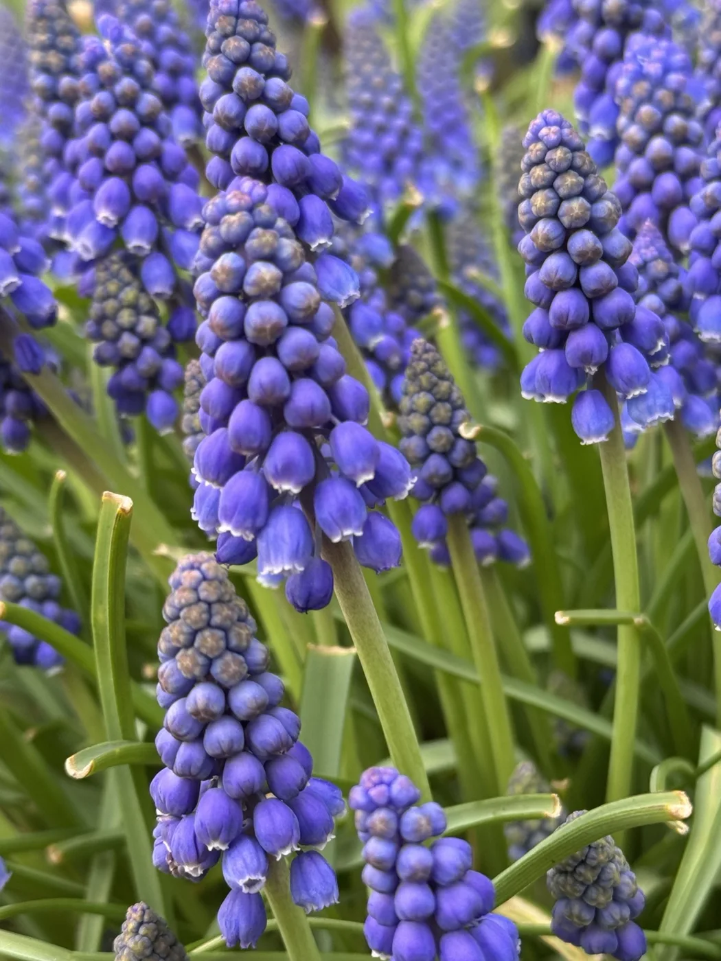 Blue-purple flower spikes