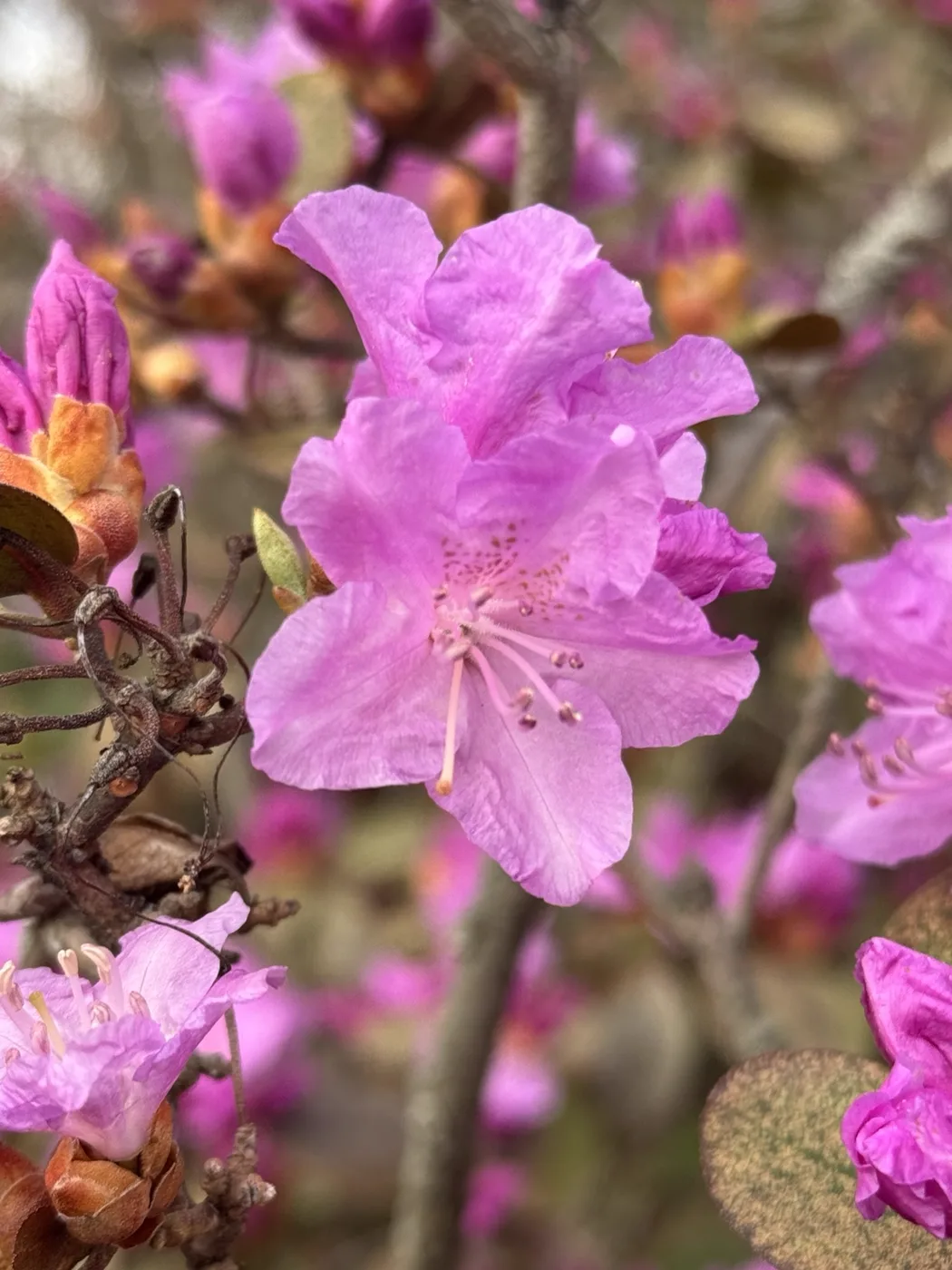 Bright pink blossoms in the garden