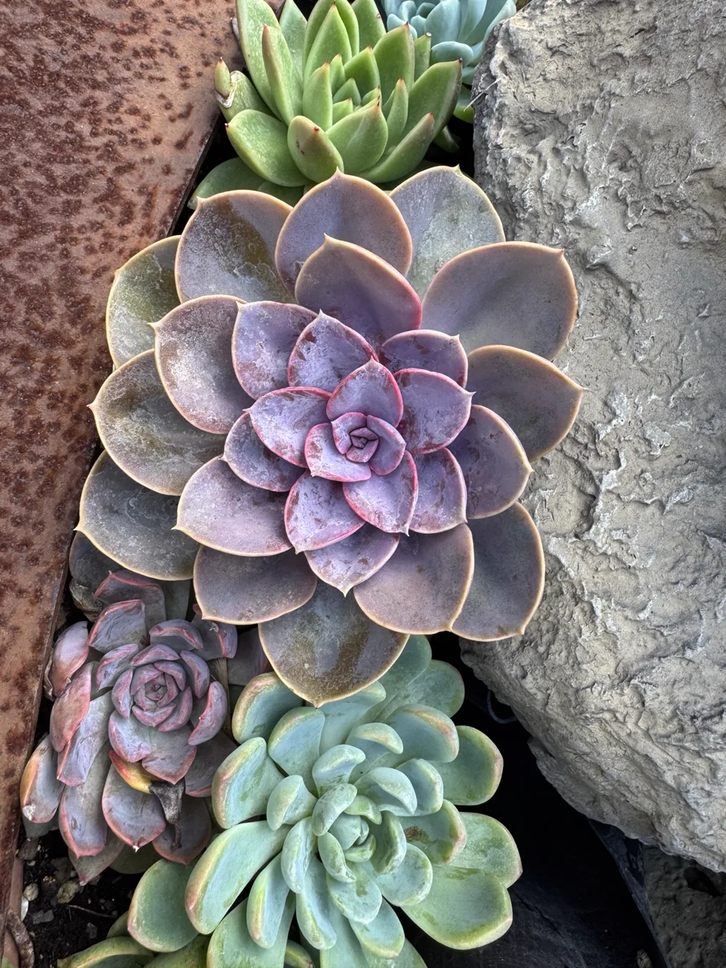 Succulent rosettes in violet and green