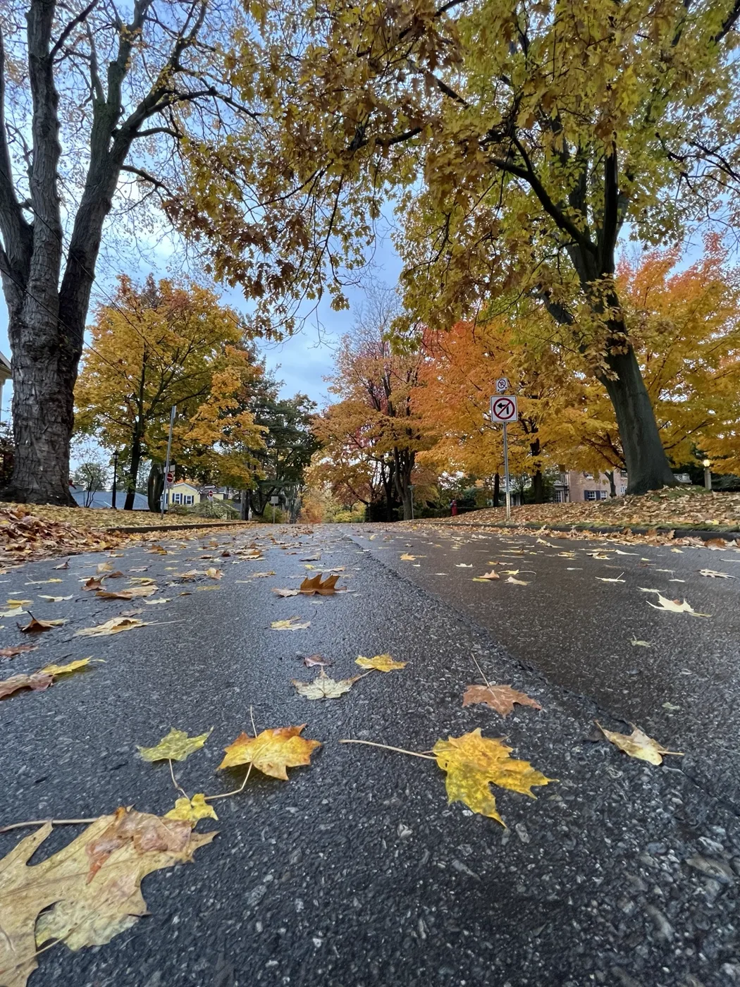 Yellow leaves scattered beneath autumn trees