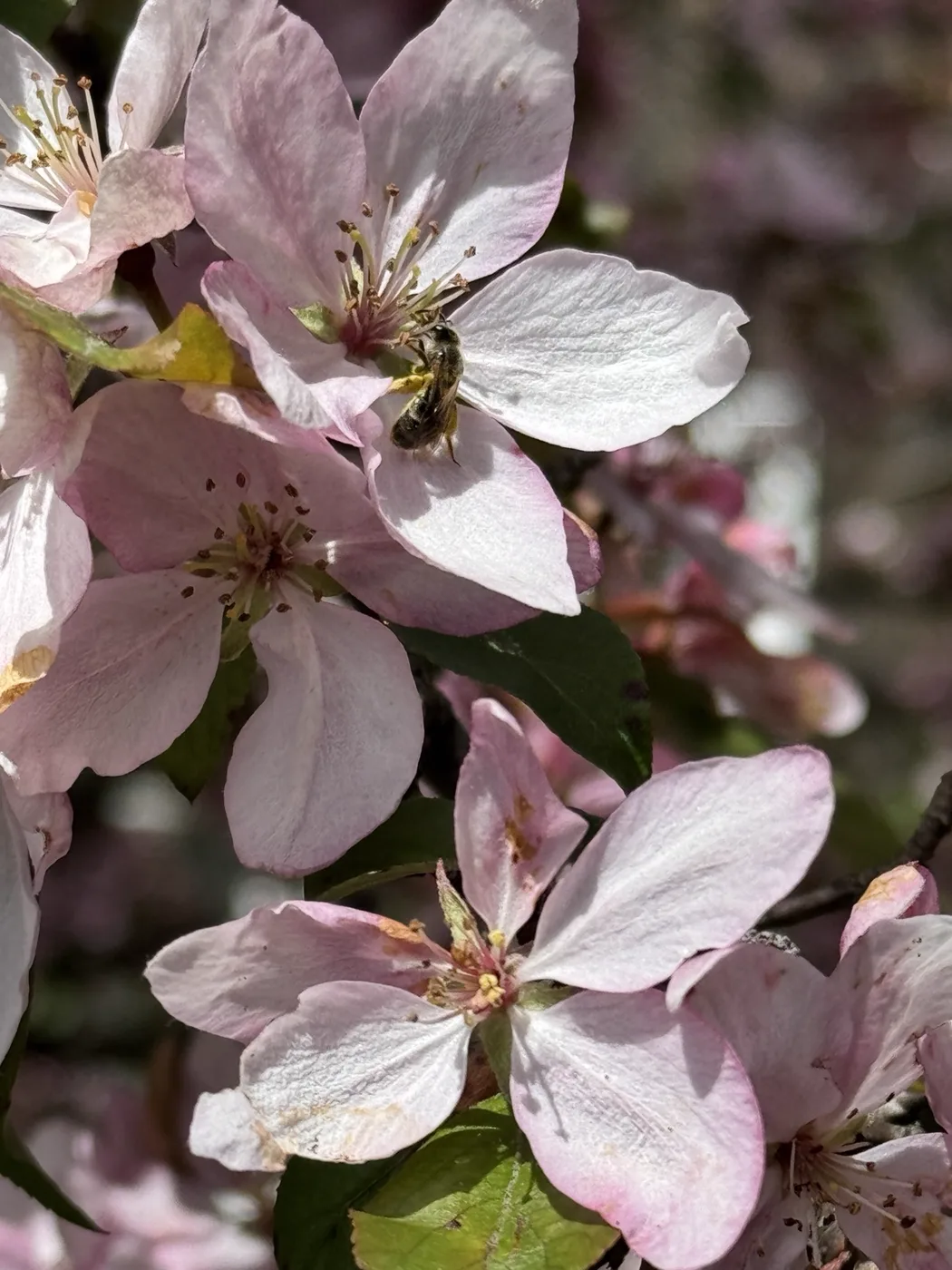 Delicate pale blossoms on a branch