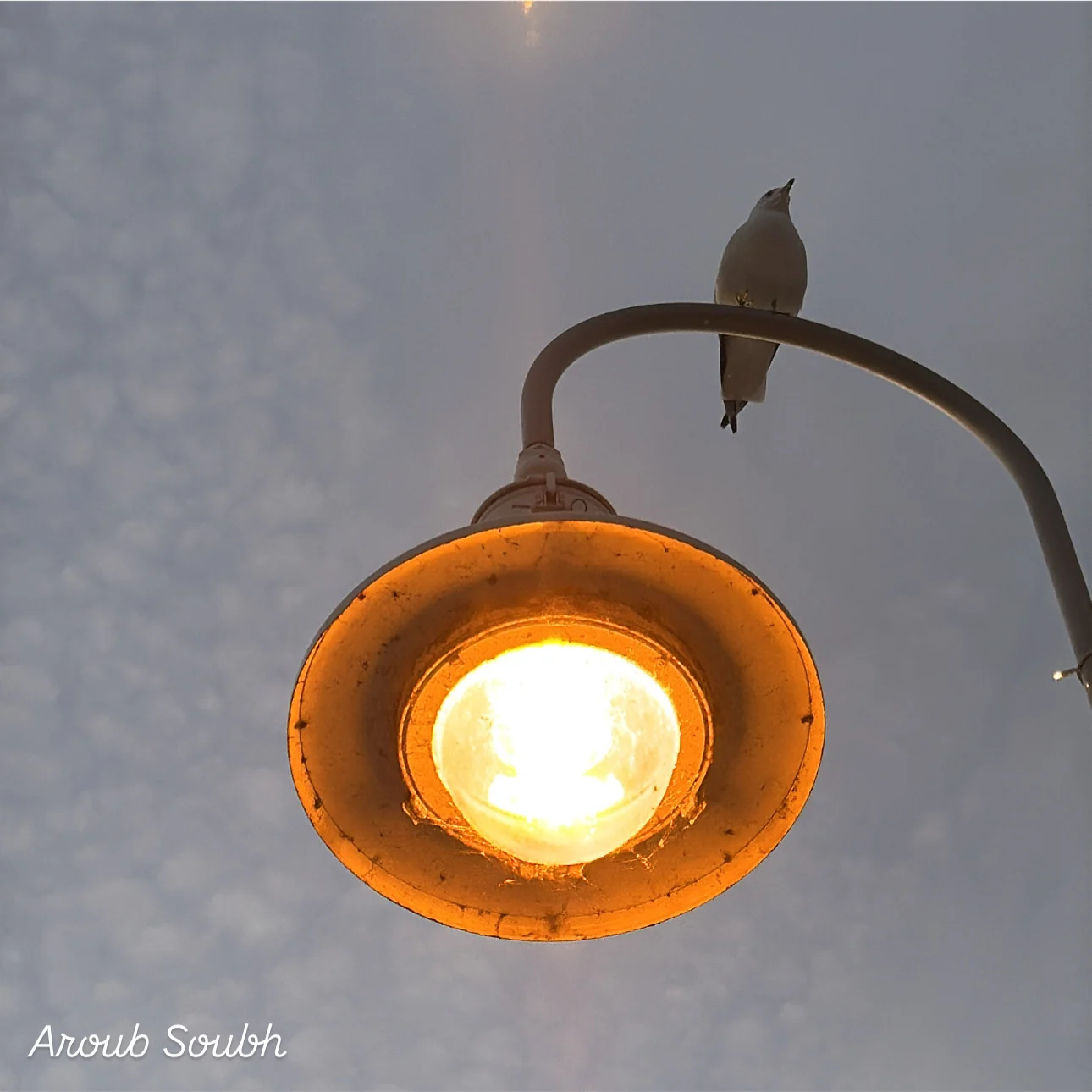 A bird perched above a glowing street lamp