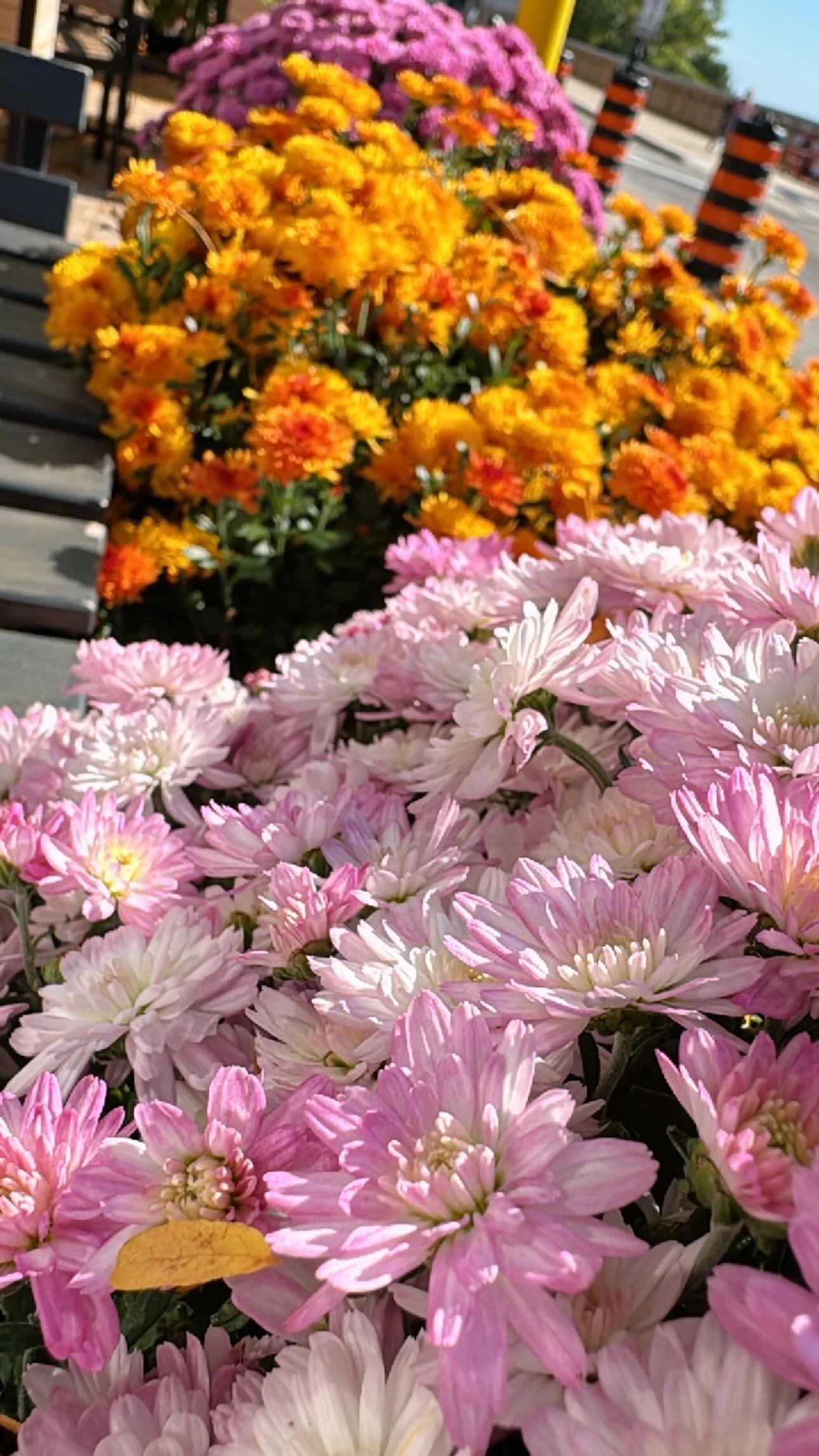 Pink and yellow flowers in pots