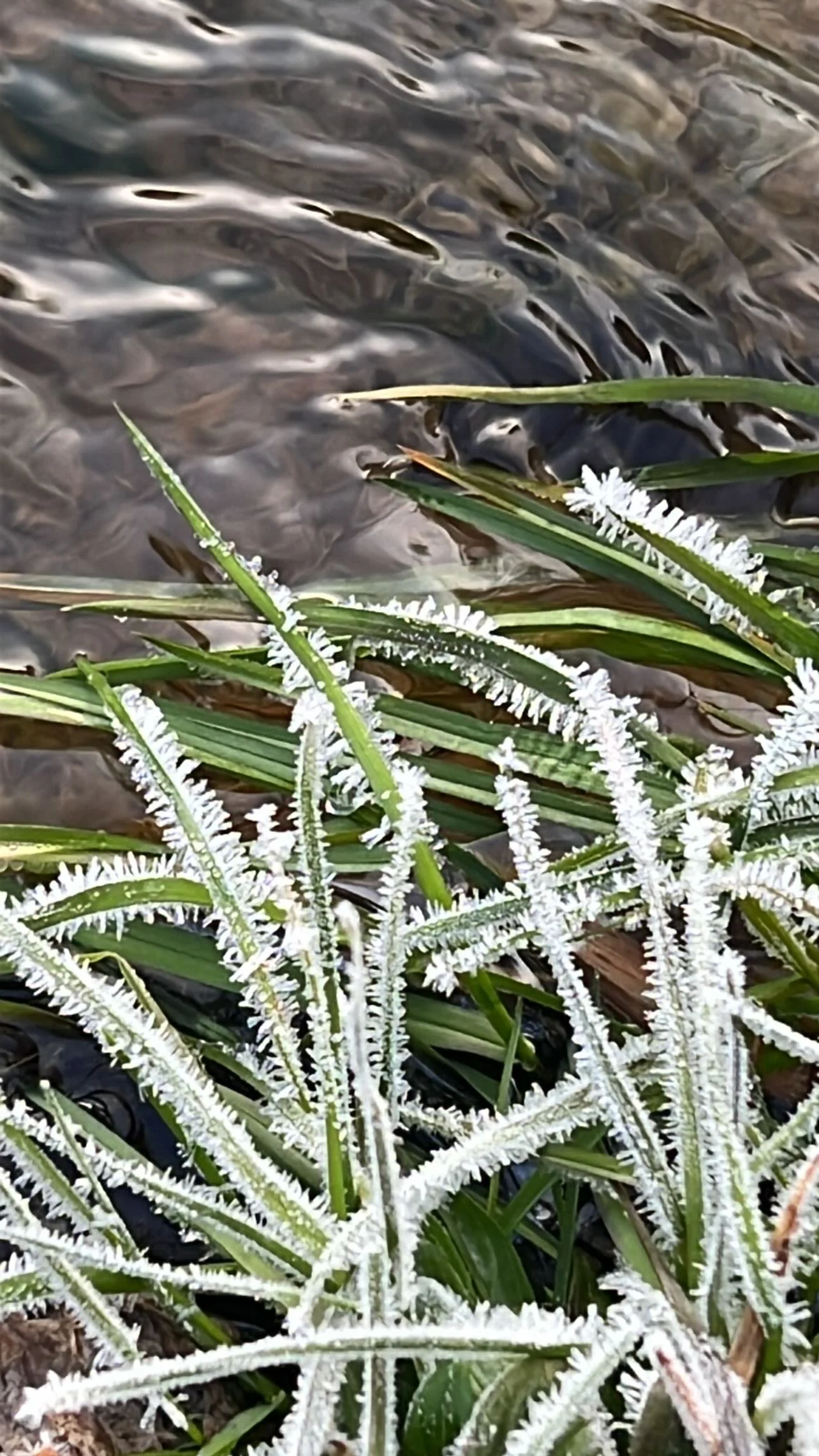 Frost crystals along blades of grass
