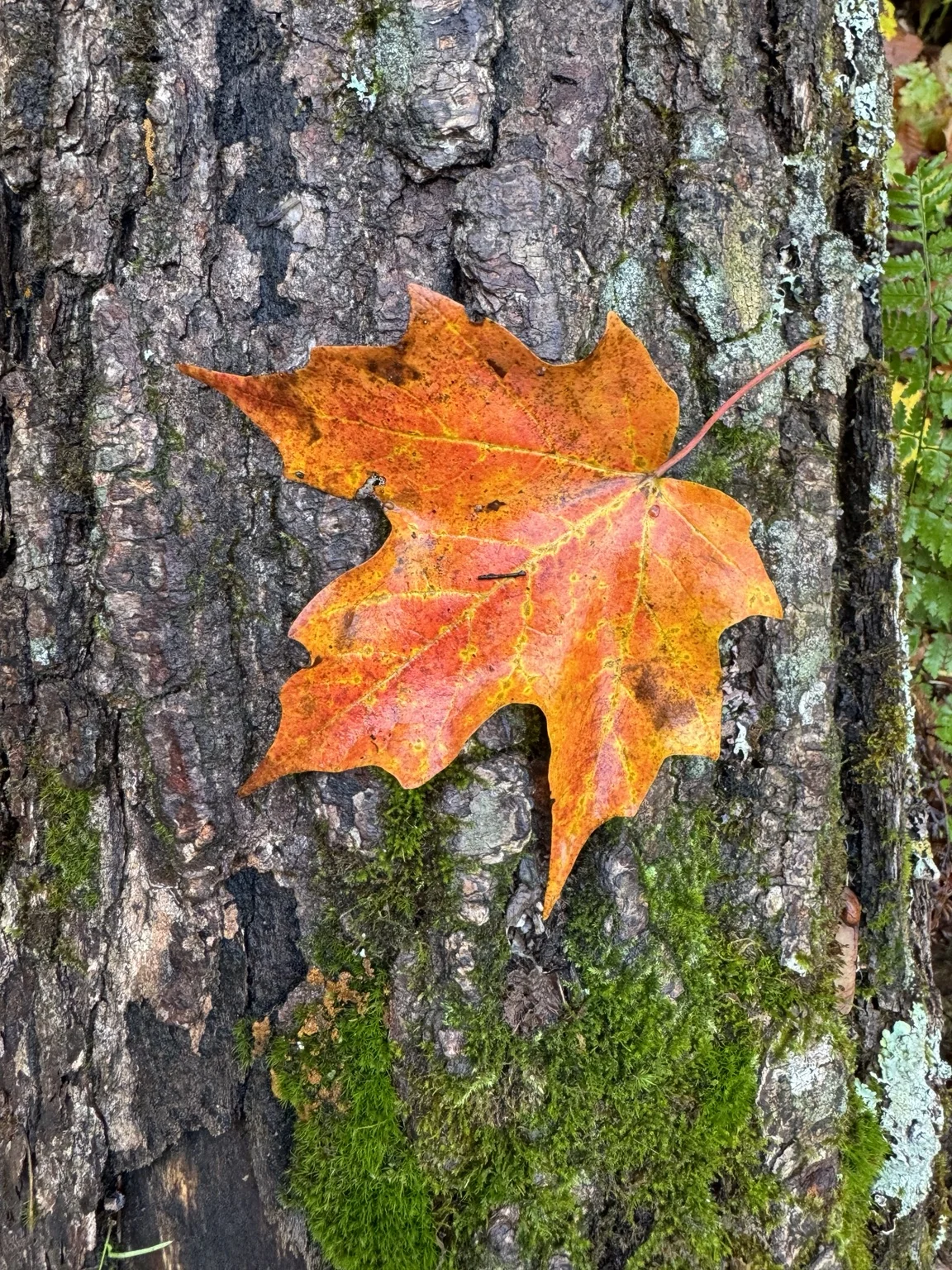 The same maple leaf, seen closer