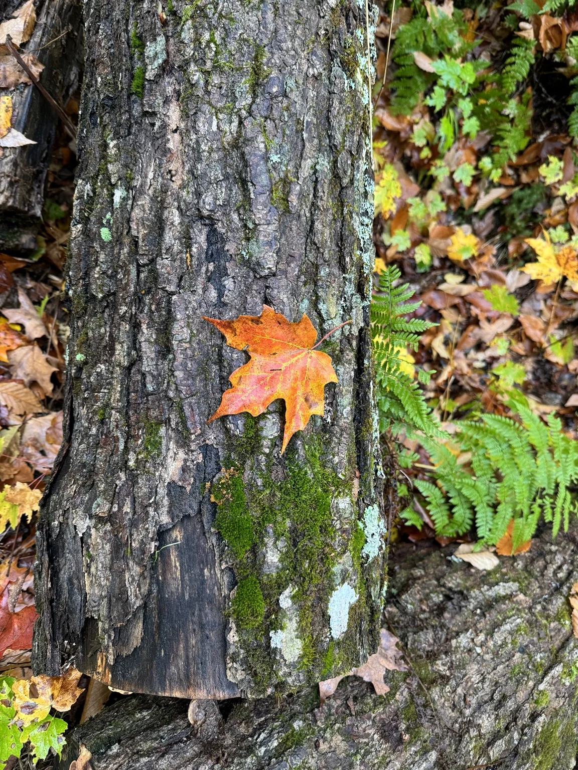 An orange maple leaf on a fallen log