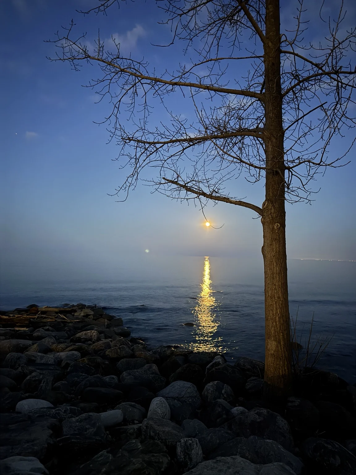A moonlit horizon beside a bare tree
