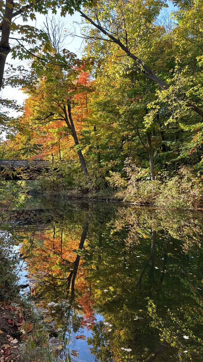 Autumn trees mirrored in still water