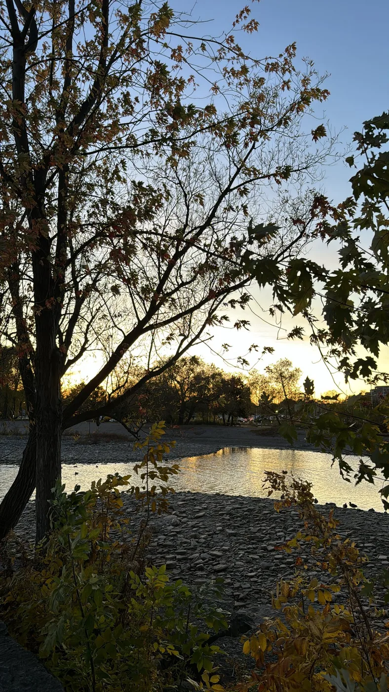 Low sun behind trees at the water’s edge