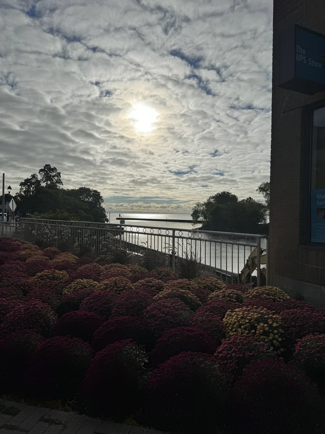 Autumn mums along a railing above the lake