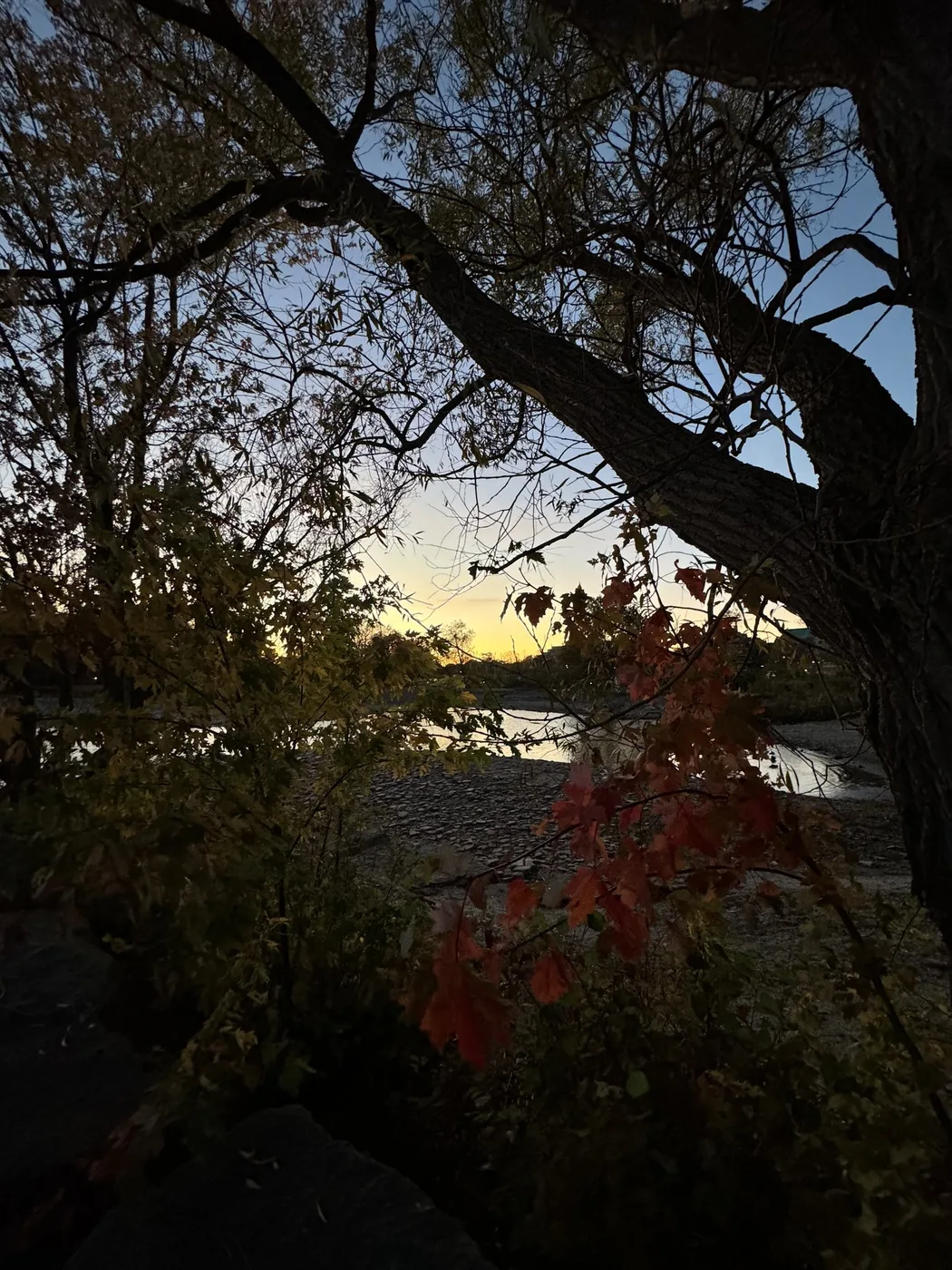 Dusk through the branches by the lake
