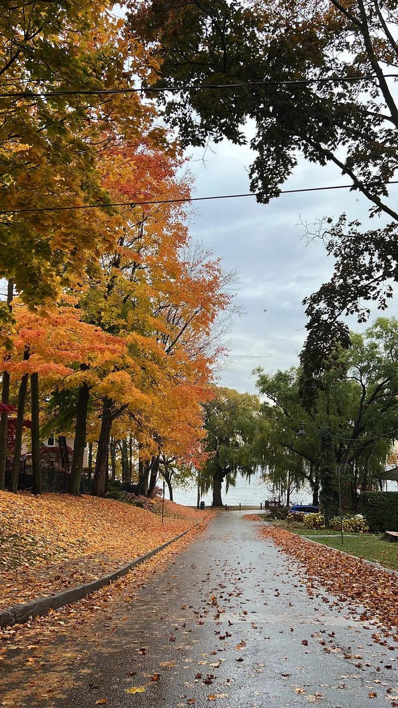 Leaves covering a road by the lake