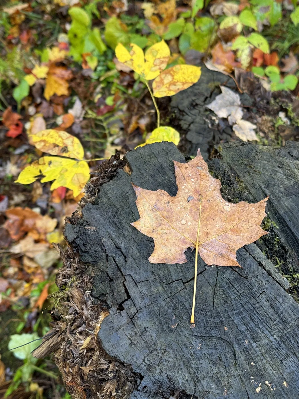 A fallen maple leaf on an old stump