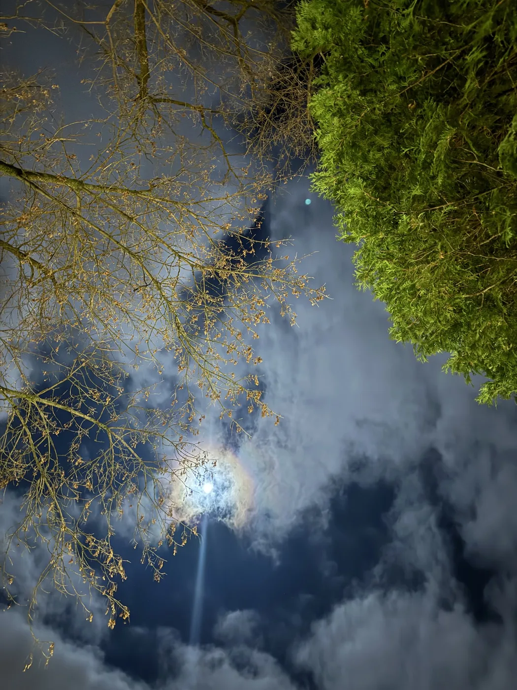 The moon through leaves and clouds