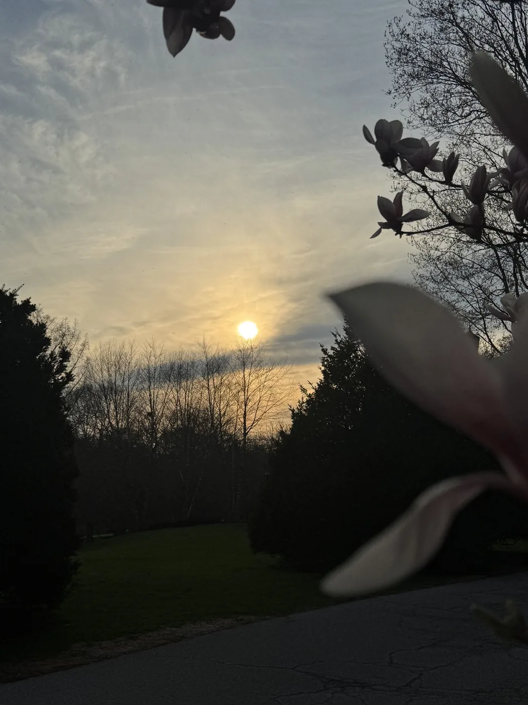 A spring sunset beside a magnolia branch