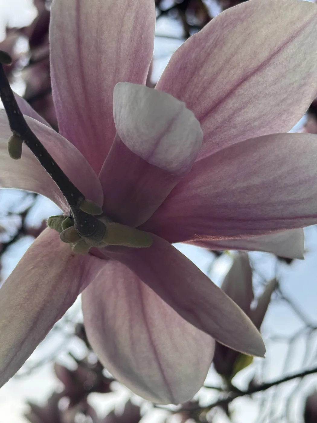 A magnolia flower seen from below
